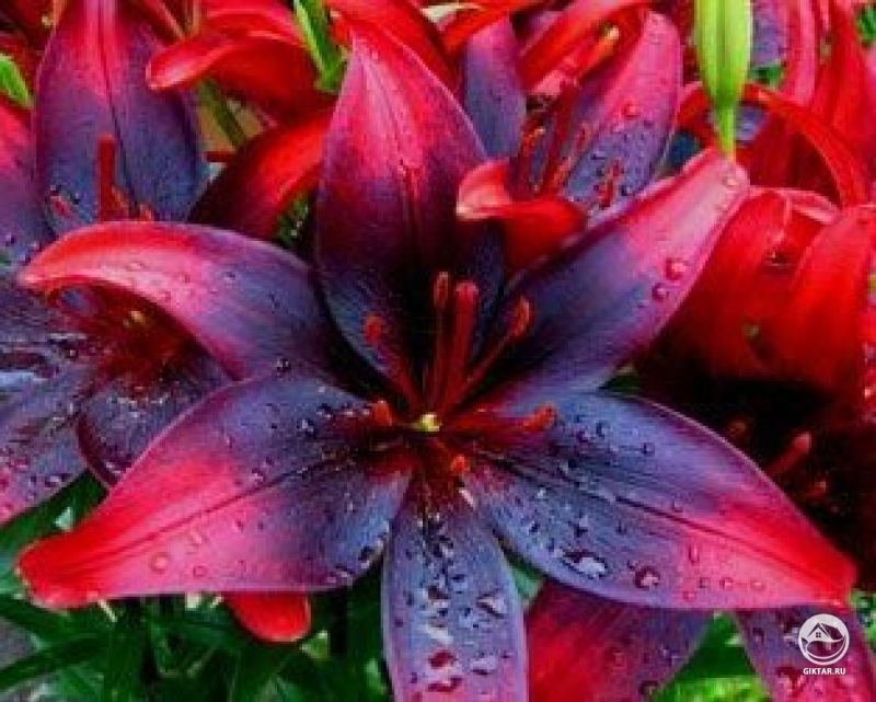 У меня несколько новых азиатских лилий и они собираются цвести. Я так волнуюсь.
