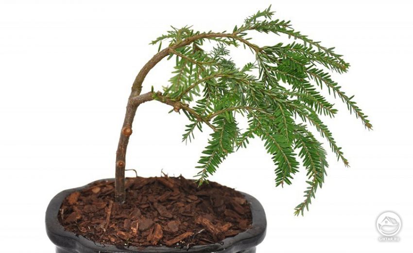 Тсуга канадская. Молодой бонсай. Тсуга канадская. Молодой бонсай.