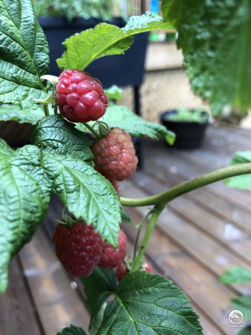 Малина почти созрела