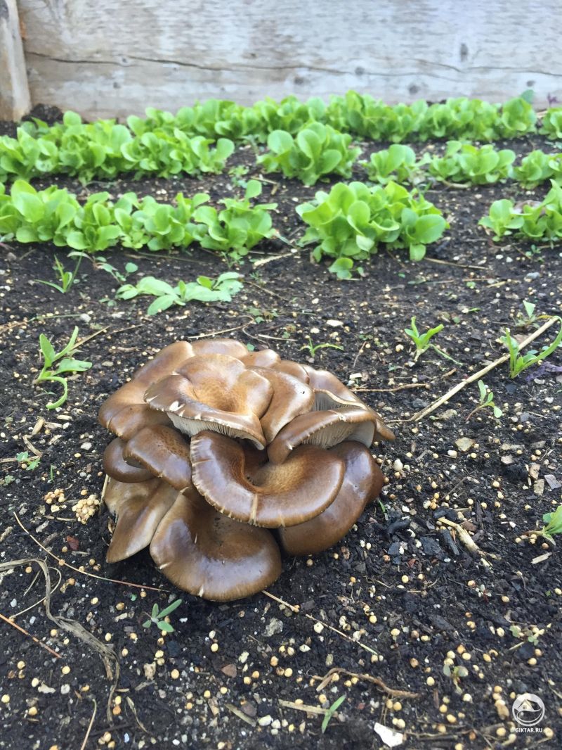 Выращиваем вешенки в саду!