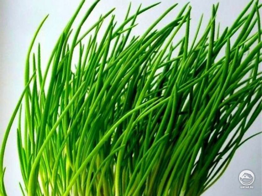 Лук-шалот Лук-шалот