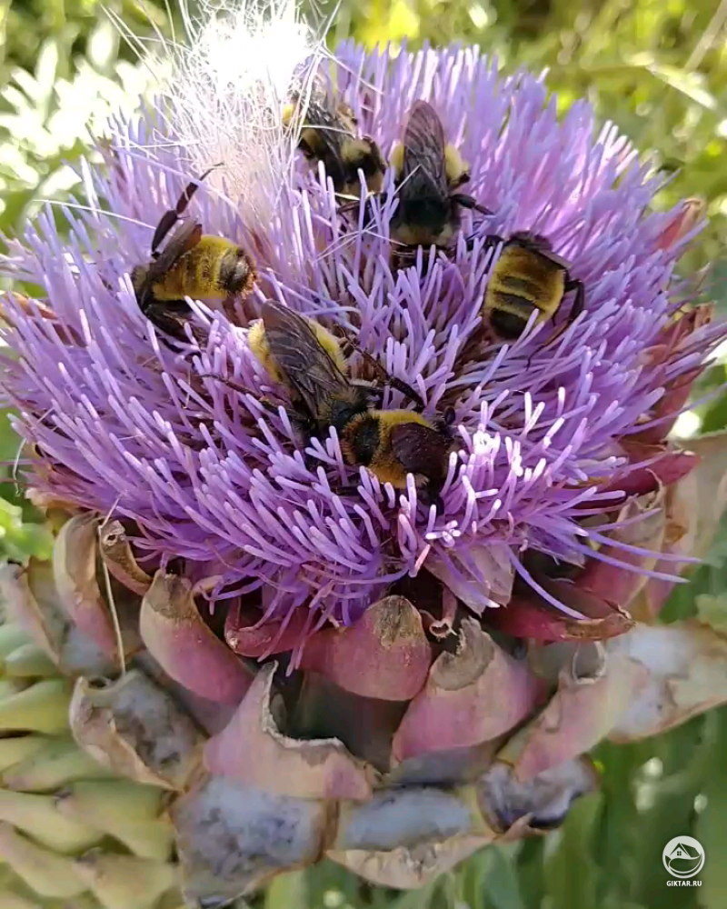Шмели на цветке артишока