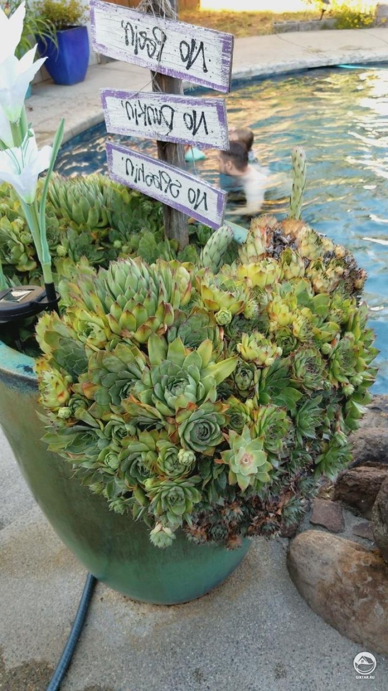 Начали с одного растения ... вот к чему это привело.