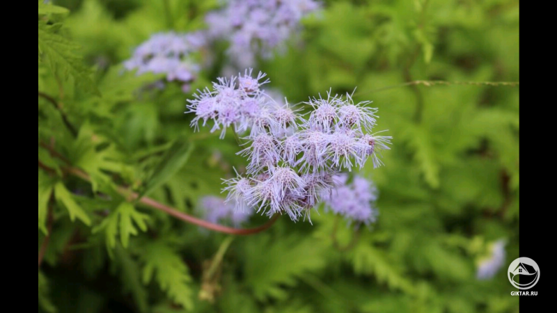 Цветы агератума