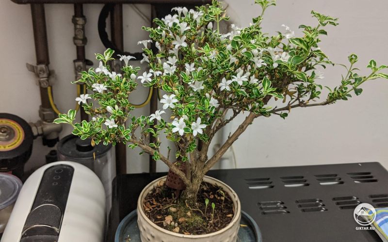 Серисса бонсай. Цветение.