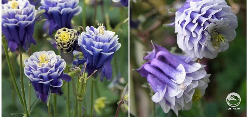 Махровые цветки аквилегии Махровые цветки аквилегии: махровость достигнута за счет увеличения количества лепестков венчика.