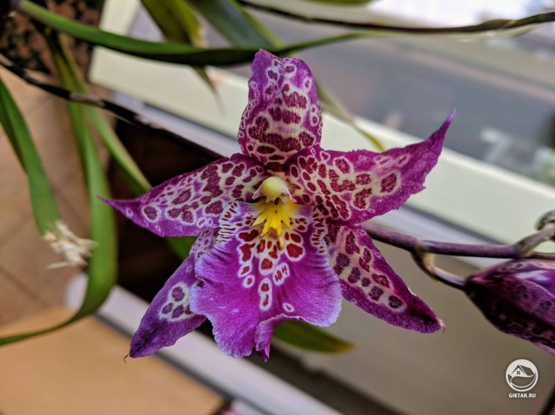 Моя вновь цветущая орхидея