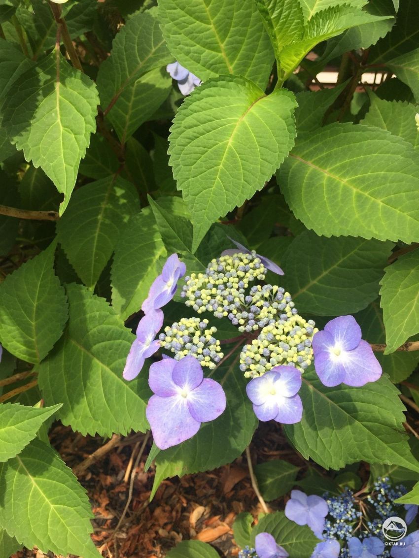 Кто знает что это за вид гортензии?