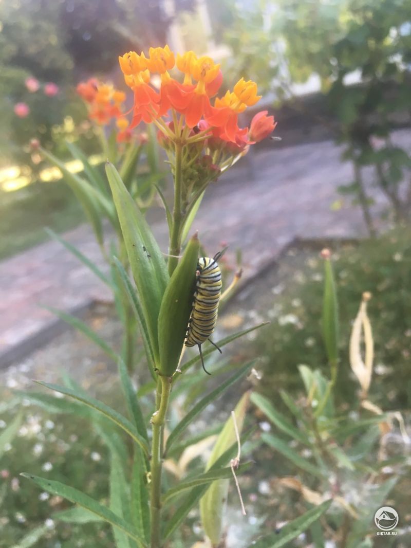 Гусеница монарха на цветке ваточника