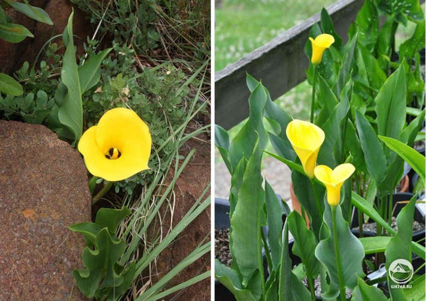 Зантедеския Пентланда (Zantedeschia pentlandii) Зантедеския Пентланда (Zantedeschia pentlandii)