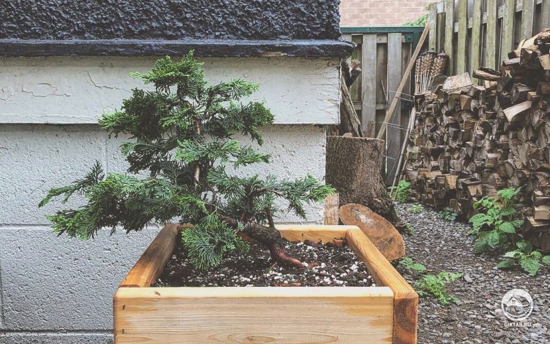 Кипарис Хиноки после обвязки.