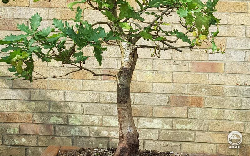 Дуб ямадори.