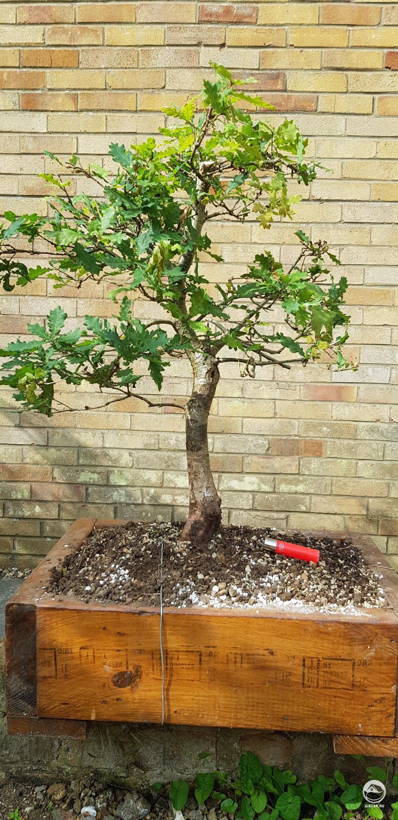 Дуб ямадори.