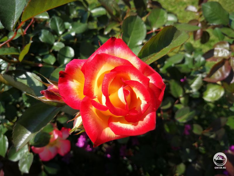 Красно-желтые розы