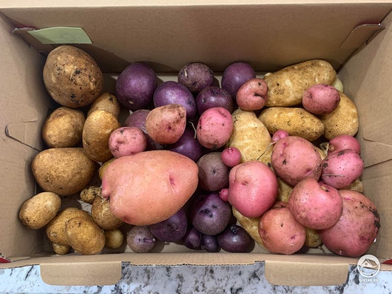 Мой урожай картофеля в этом году