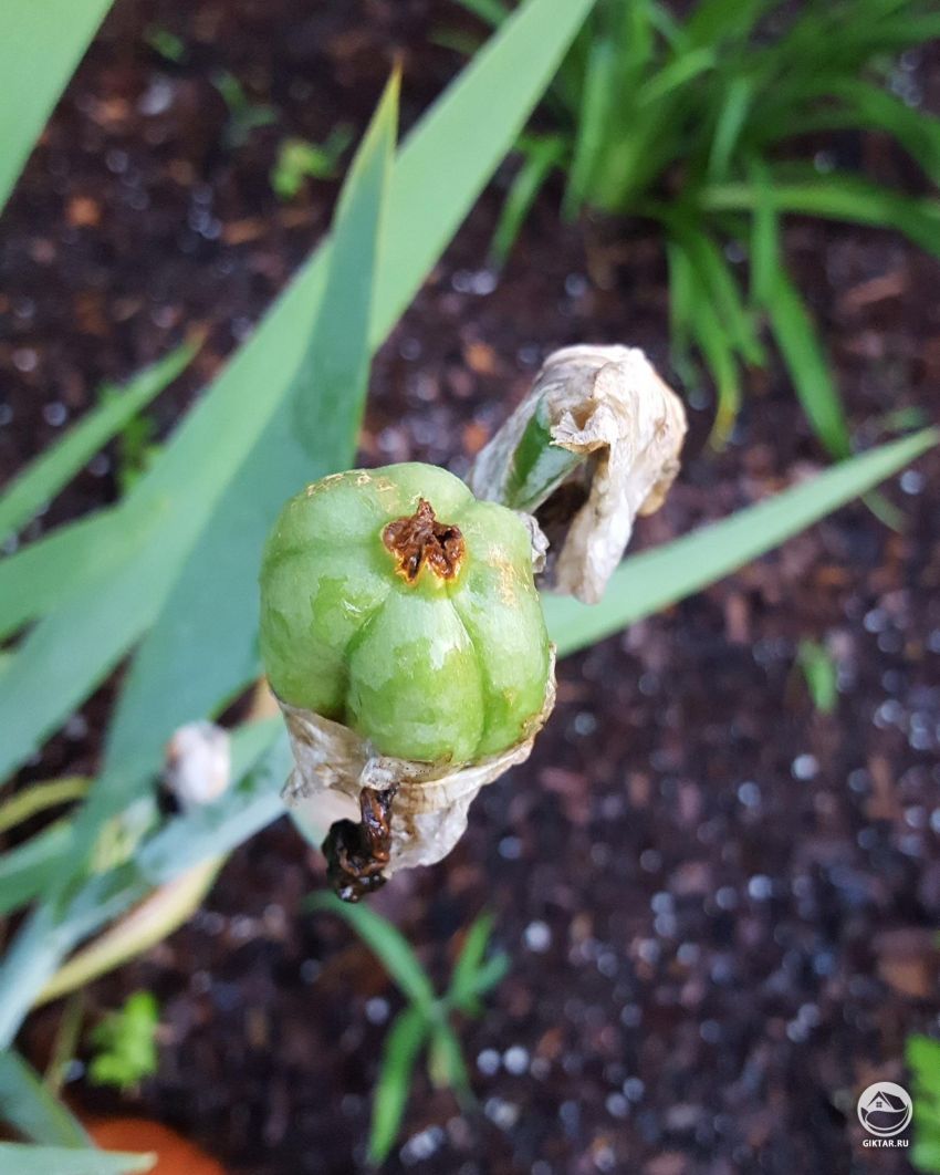 Помогите, что не так с моим ирисом?