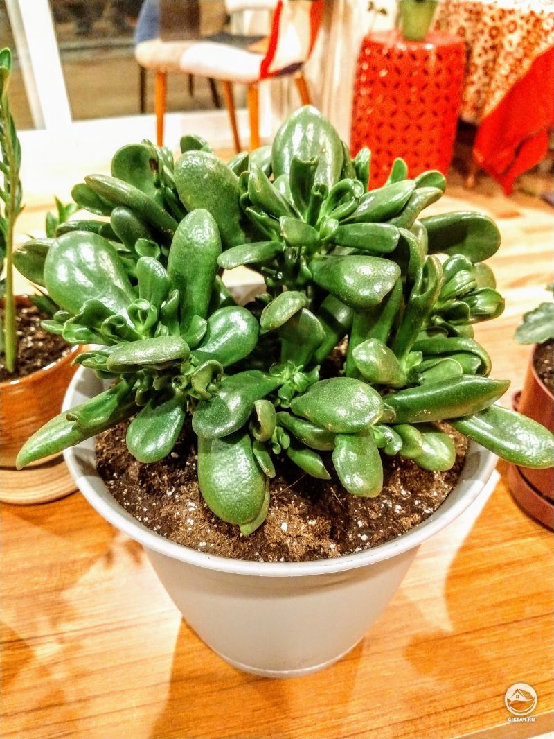 Крассула овата "Хоббит"