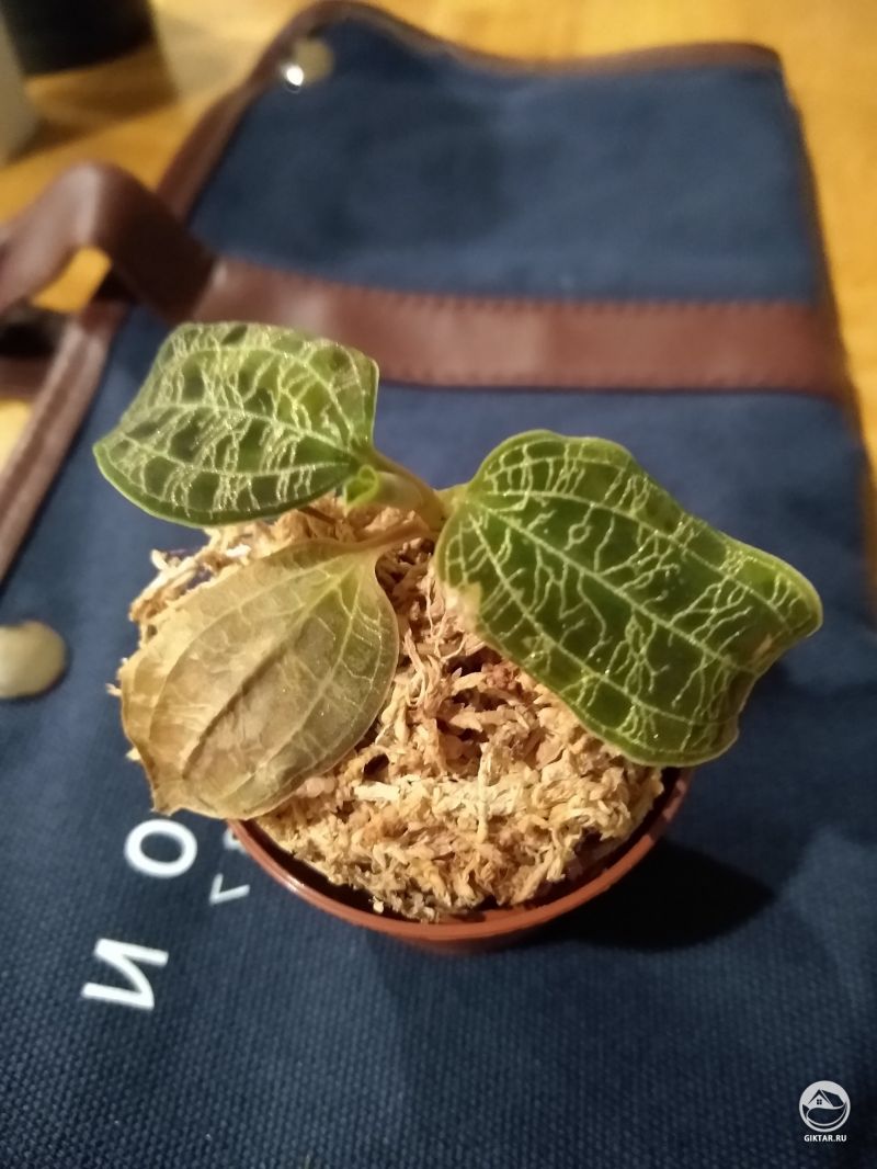 Драгоценная орхидея Макодес петола