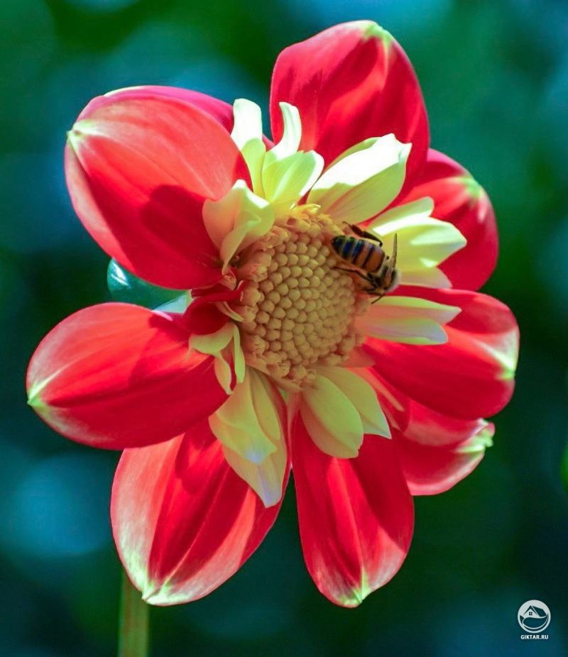 Георгины и пчела