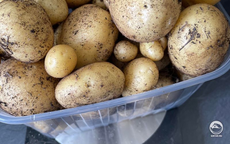 Урожай картошки с трех посаженных картофелин