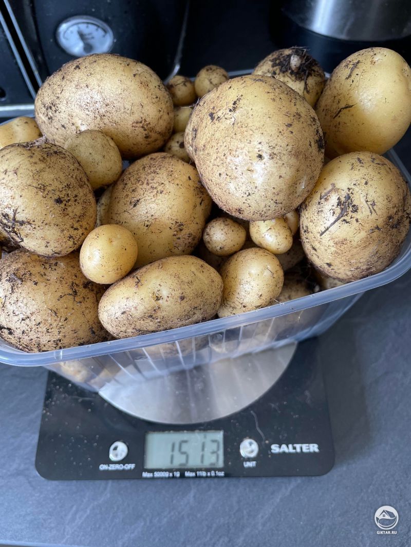 Урожай картошки с трех посаженных картофелин