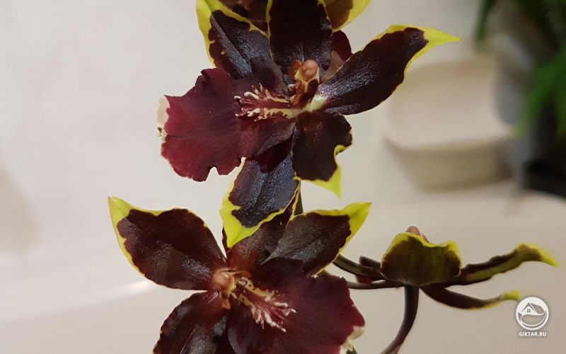 Орхидеи для нового дома