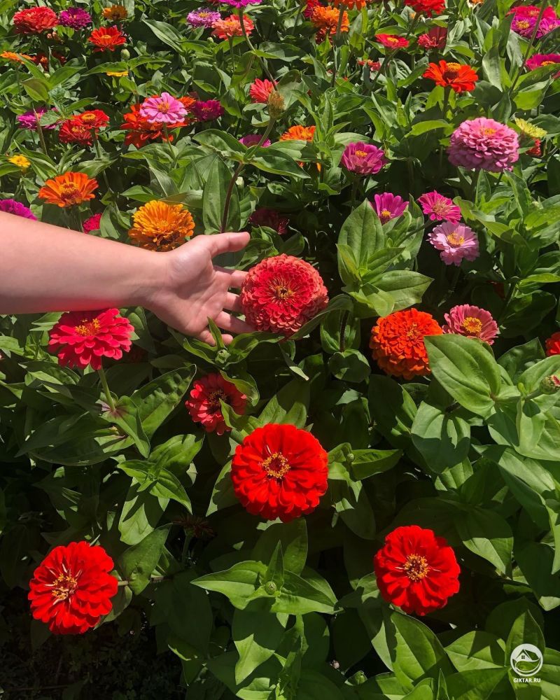 Прекрасные циннии