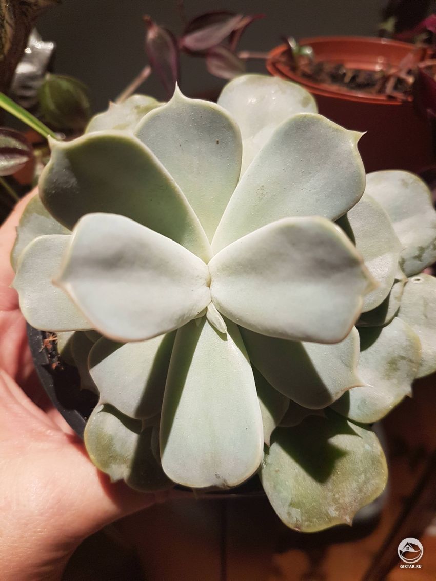 Может кто-нибудь сказать мне, что происходит с моей эхеверией?