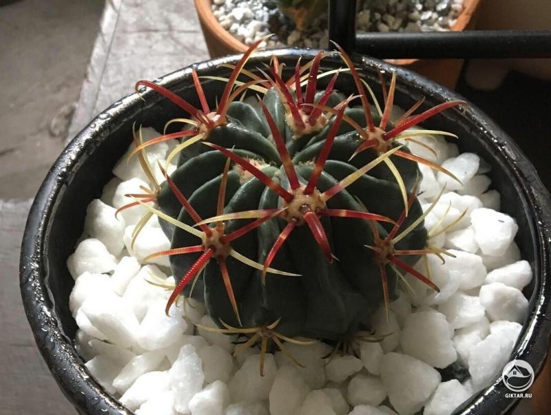 Ферокактус