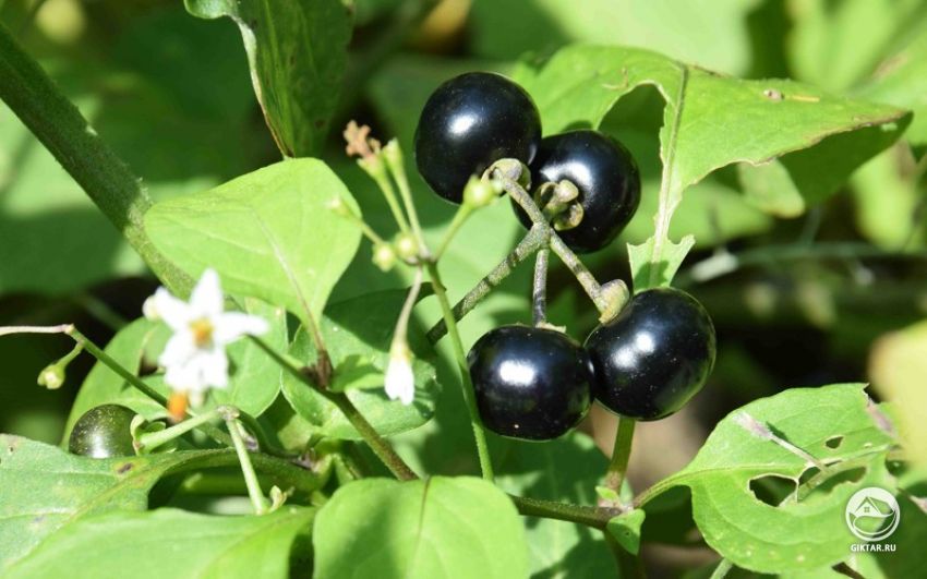 Солнечная ягода или санберри: цветет и плодоносит одновременно Солнечная ягода или санберри: цветет и плодоносит одновременно