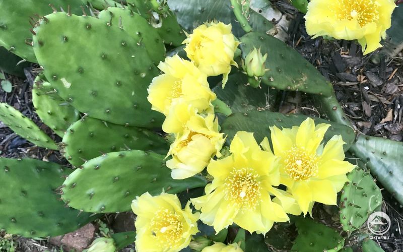 Мой цветущий кактус