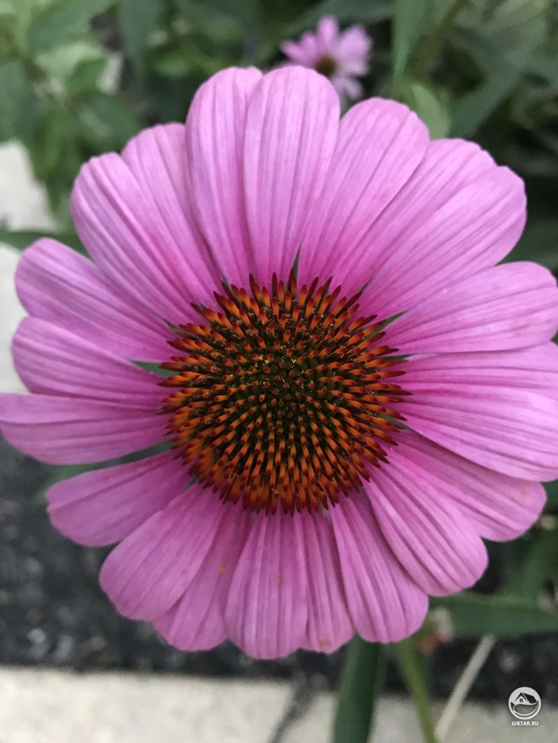 Моя эхинацея