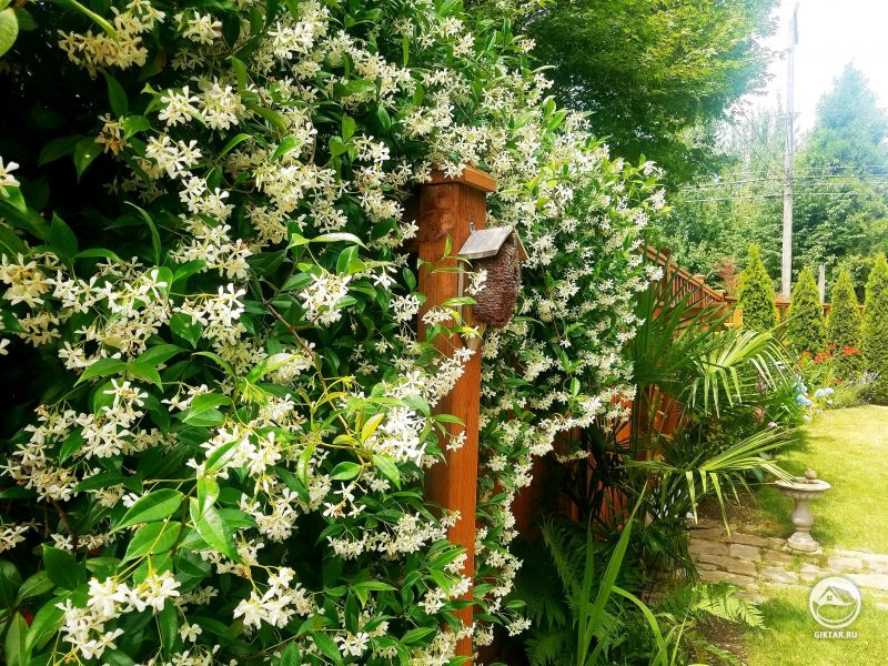 Опьяняющий запах жасмина. Первое, что мы чувствуем каждое утро