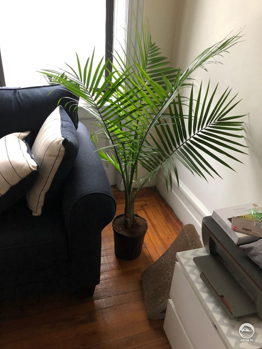 Кто знает как называется эта пальма?