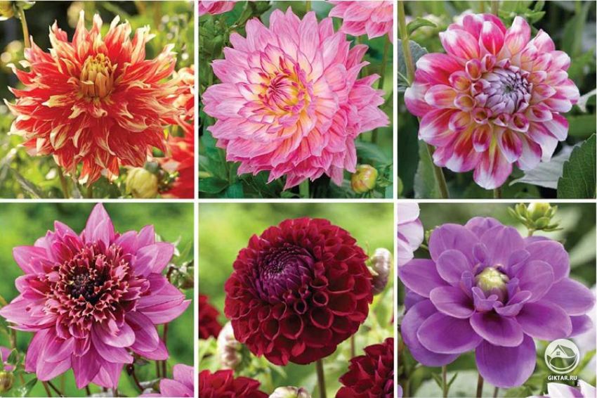 Будем высаживать георгины