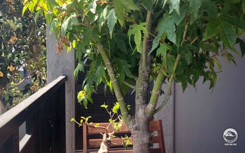 Клен бонсай