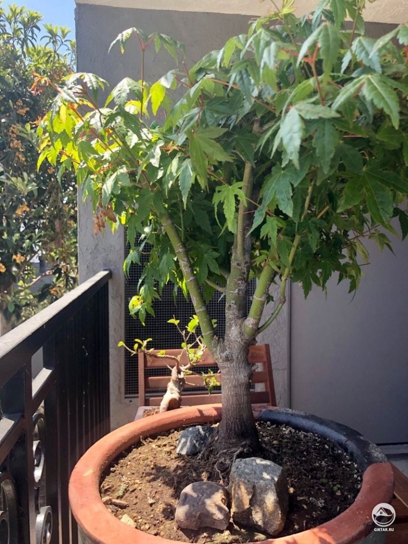 Клен бонсай