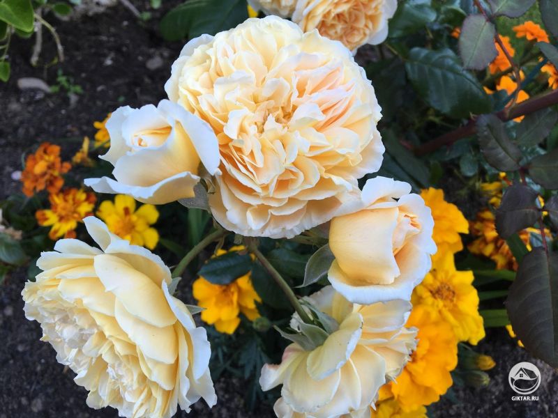 У меня в саду распустилась роза сорта &quot;Принцесса Маргарет&quot;