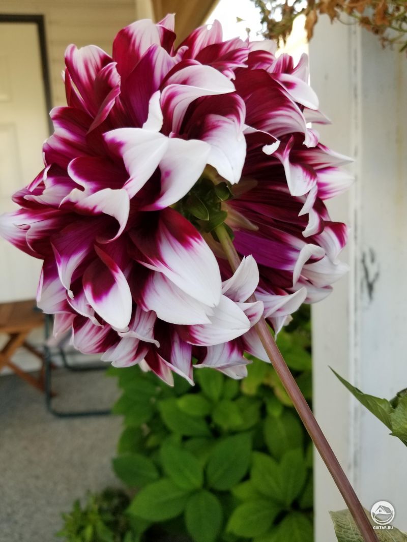 Удивительные георгины