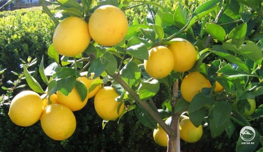 Лимон Мейера Лимон Мейера. Выращивание и уход.