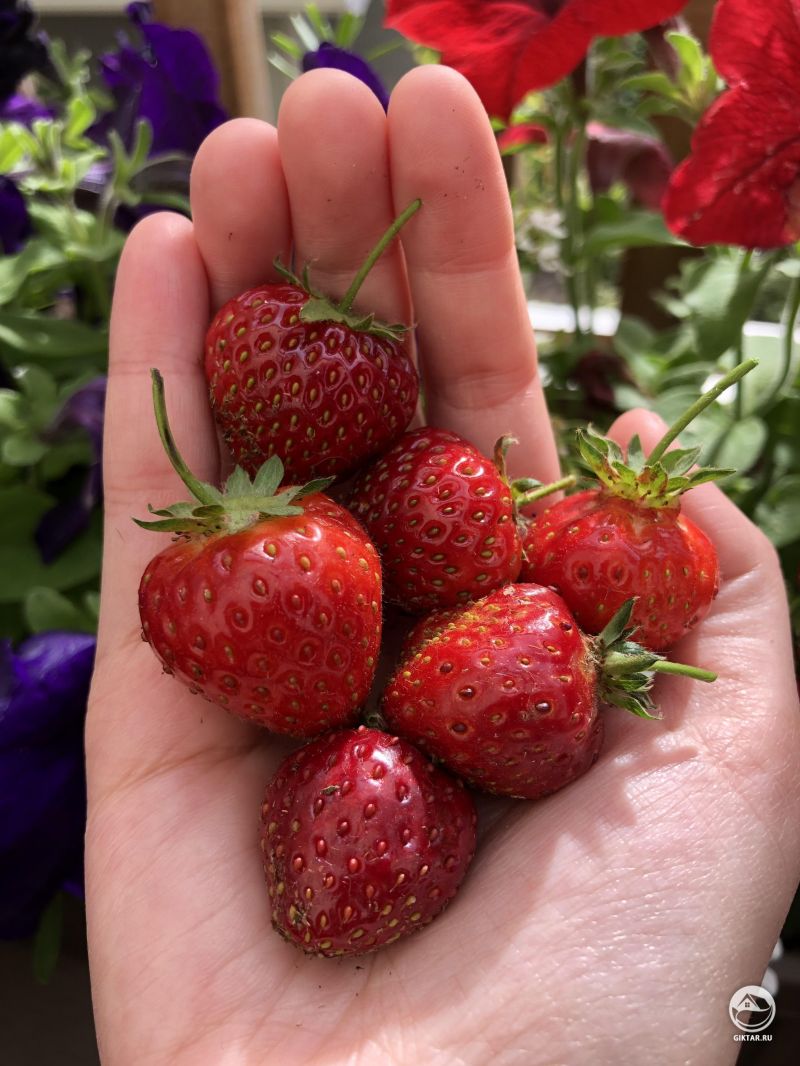 Мой последний урожай с клубничной грядки!