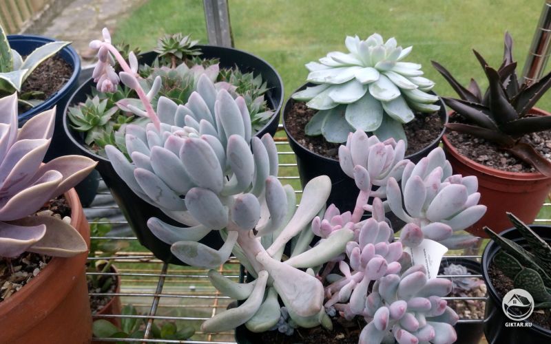 Мои счастливые суккуленты