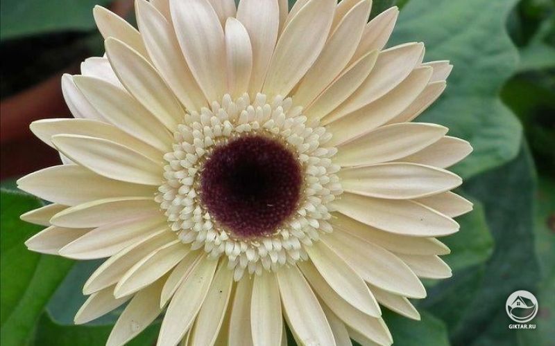 Белая гербера