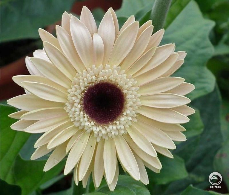 Белая гербера