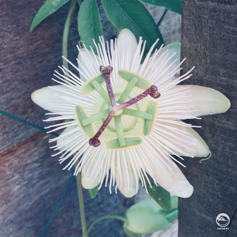 Мой страстный фрукт в цвету