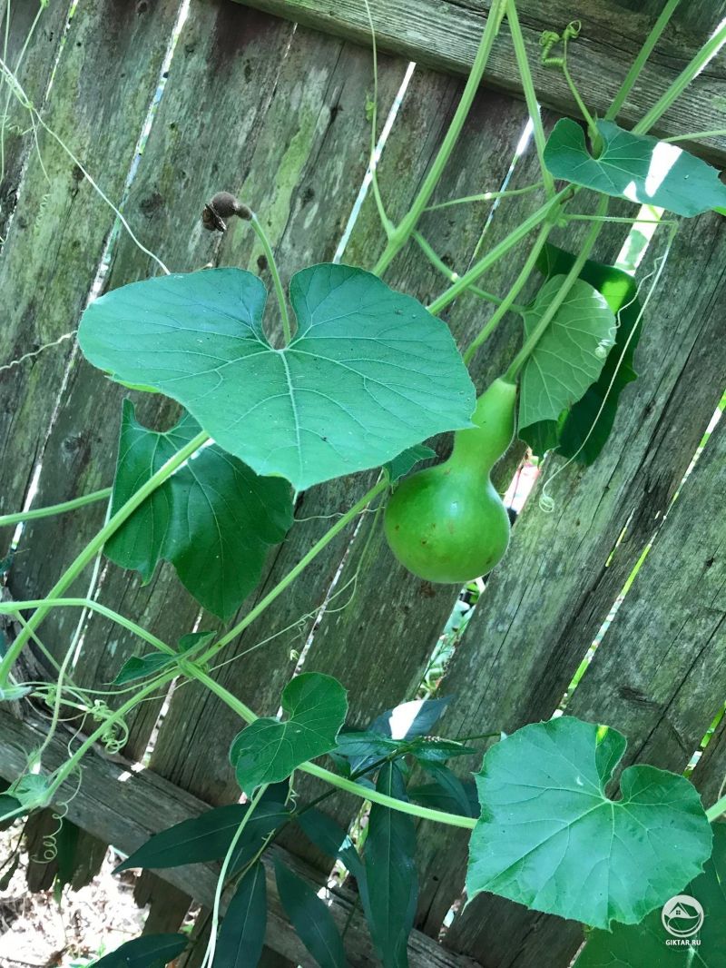 У меня выросли тыквы!