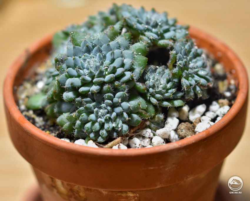 Что это кактус ?