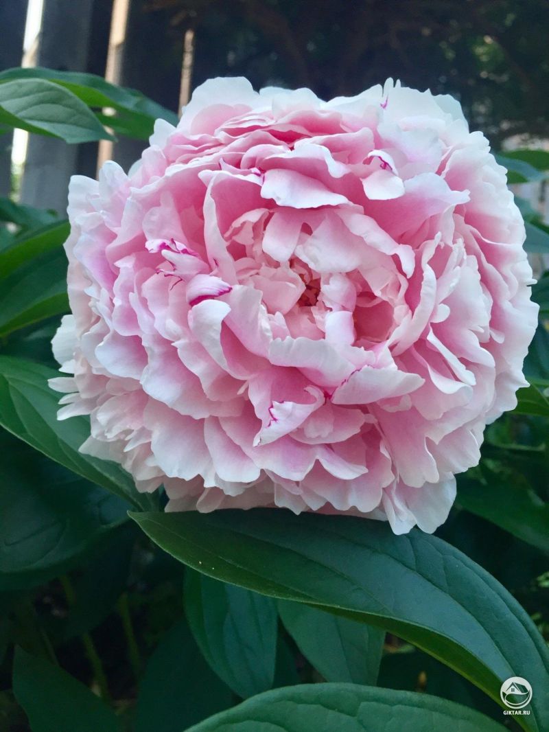 Этот пион украшает наш сад каждый год - такой красивый!