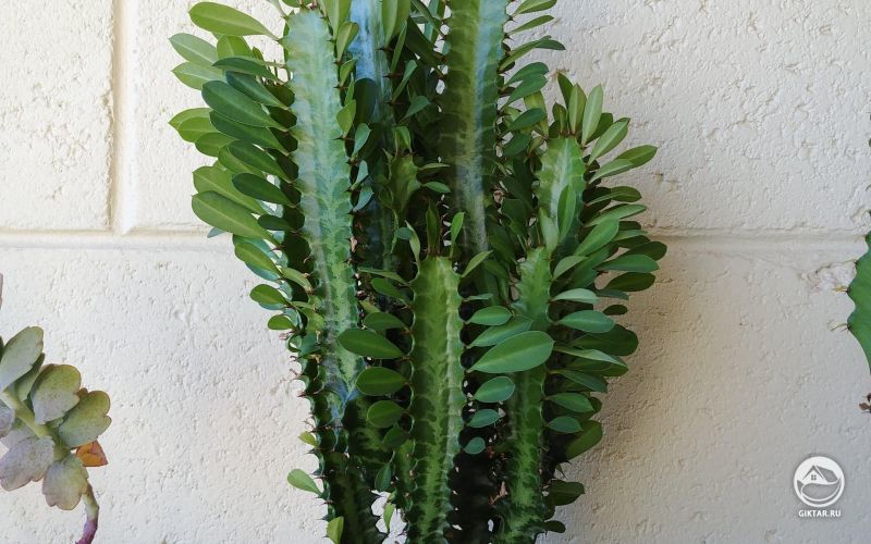 Эуфорбии Тригона