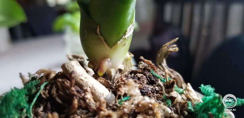 Это будущий цветок или корень моей орхидеи?